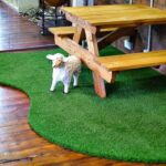Is Fake Grass For Pets Safe Or Not?