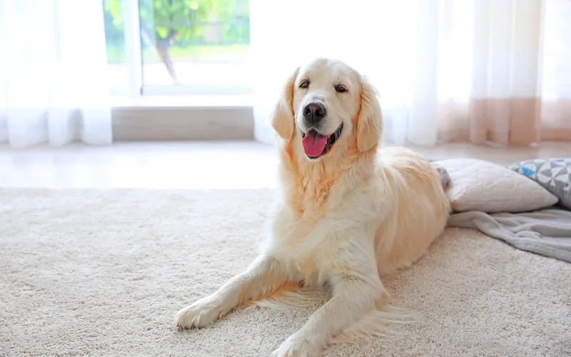 Dog Pee Out of Carpet