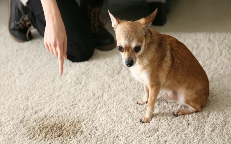 Remove Dog Pee Stain From The Carpet