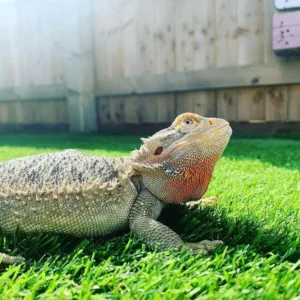 Eclipse 20mm Artificial Grass